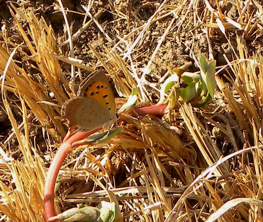 farfalla da identificare - Lycaena phlaeas